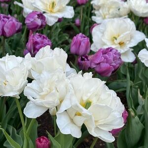 Meet your Posher, Charlene